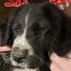 Karakachan Puppies from Bloomin' Acres