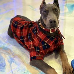 Doberman Pinscher and French Bulldog Puppies from Upper Echelon Kennel