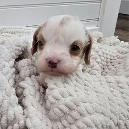 Sweet Pea - Blenheim female Cavapoo puppy in Fordland, Missouri from K&K's Puppy Kingdom