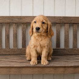 Golden Retriever Puppies from Golden Roots Retrievers