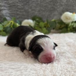 Snickers - Black tri-color male Australian Shepherd puppy in Summerville, South Carolina from Flowertown Aussies