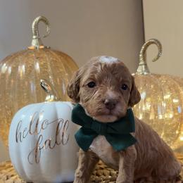 Rusty - Red  male Goldendoodle puppy in Trenton, Tennessee from Pickard’s country Golden doodles