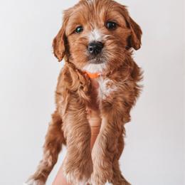 Pecan (Orange) - Red  male Goldendoodle puppy in Beaverton, Oregon from Henry Elliots