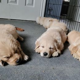 Golden Retriever Puppies from Golden Meadow