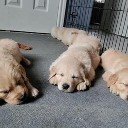 Golden Retriever Puppies from Golden Meadow
