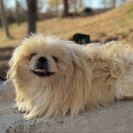 Musketeer - Pekingese