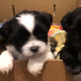 Shih Tzus from Shih_tzufam3