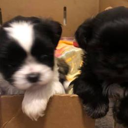 Shih Tzus from Shih_tzufam3