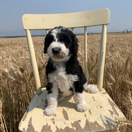 Sheepadoodle Puppies from Bo Peep Sheepadoodles