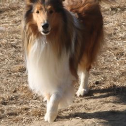 Collie All Grown Up from Wellsmere Collies
