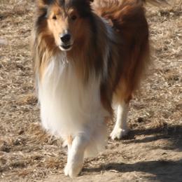 Collie All Grown Up from Wellsmere Collies