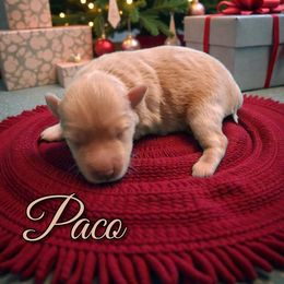 Paco - Wheaten male Miniature Schnauzer puppy in Clemmons, North Carolina from Schnauzer Snobs