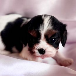 AKC Flashy - Tri-color female Cavalier King Charles Spaniel puppy in Louisville, Kentucky from Ali-Mae Cavaliers