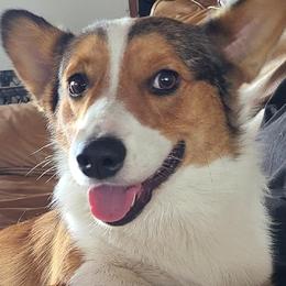 Elias - Pembroke Welsh Corgi