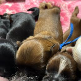 Kittle - Red and white male Shih Tzu puppy in Sacramento, California from NANA’S  QUALITY SHIH TZU'S