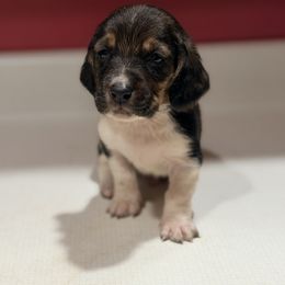 Chevy - Black white and brown male Basset Hound puppy in Inman, Nebraska from Sandhill Hounds of Nebraska