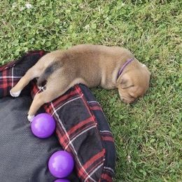 Staffordshire Bull Terrier Puppies from Tier 1 Staffordshire Bull Terriers
