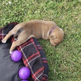 Staffordshire Bull Terrier Puppies from Tier 1 Staffordshire Bull Terriers