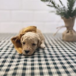 Goldendoodle Puppies from Proctor’s Petite Goldendoodles