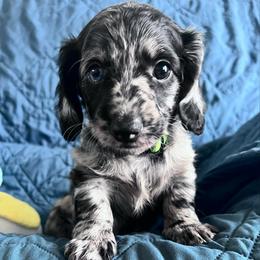 Romeo - Dapple male Dachshund puppy in Ocala, Florida from Weenie Boops