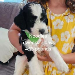 Lt. Green male - Black and white male Bernedoodle puppy in Fairmount, Indiana from Capens' Doodles,Poodles and Poo's