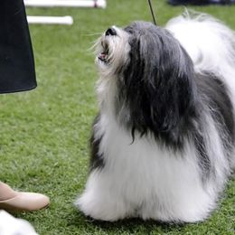 Friedrich - Havanese