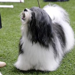 Friedrich - Havanese