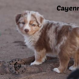 Cayenne - Red merle male Miniature Australian Shepherd puppy in Garden Plain, Kansas from Krazy K Aussies