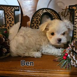 Buddy - White male Maltese puppy in Terrell, Texas from PBJ Farms