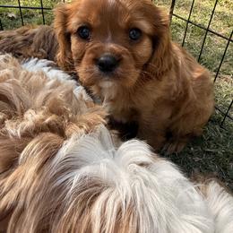 Cavalier King Charles Spaniel and Cavapoo Puppies from Cumberland Cavaliers