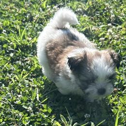 Shih Tzus from Britz Shihtz for adoption