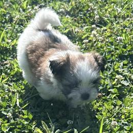 Shih Tzus from Britz Shihtz for adoption