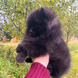 Girl 1 - Black female Pomeranian puppy in North Pole, Alaska from Lauras Poms