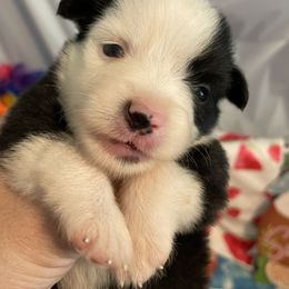 Gouda - Black tri male Miniature American Shepherd puppy in Garysburg, North Carolina from Schaefer's Miniature American Shepherds