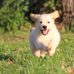 Golden Retriever Puppies from Golden Barnes Kennel