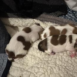 Shih Tzu Puppies from Wood Foo Breeders