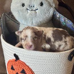 Applejack - Red merle female Australian Shepherd puppy in California from Eagle River Aussies