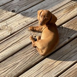 Red Female - Red female Dachshund puppy in Hotchkiss, Colorado from Becky's Dachshunds