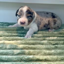 Cypress - Blue merle male Australian Shepherd puppy in Salinas, California from AA Aussies