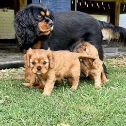 Cavalier King Charles Spaniel Puppies from Reynolds Farms Cavaliers