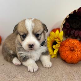 CJ - Red female Pembroke Welsh Corgi puppy in Millsap, Texas from Punchy Pembroke Ranch