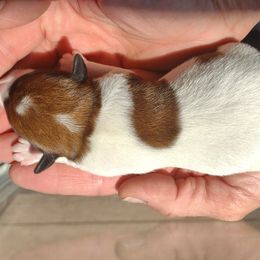 3rd born - Russell Terrier puppy from Rose In Vale Russell Terriers