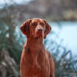 Archie - Vizsla
