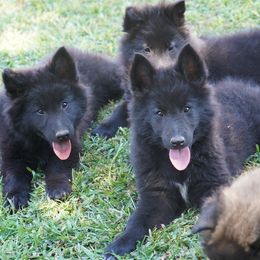 Fiona - Black female Belgian Tervuren puppy in South Point, Ohio from Aftershock Belgians