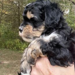 Banjo - Tri-color male Bernedoodle puppy in Pittsburg, Illinois from Doodles on Rock Creek