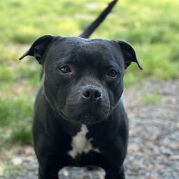 Reign - Staffordshire Bull Terrier