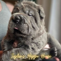 Wednesday AKA ZaZa - Blue female Chinese Shar-Pei puppy in Tucson, Arizona from Joplin's Hippo House