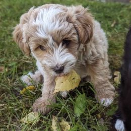 Aussiedoodle Puppies from Paisleys Doodles AK