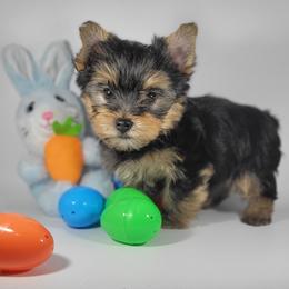 Blue collar boy - Black and tan male Yorkshire Terrier puppy in Jacksonville, Florida from Yorkieology