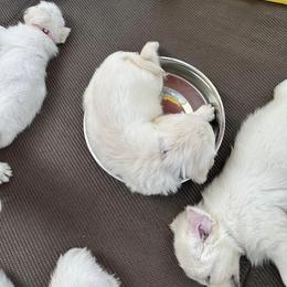 Golden Retriever Puppies from Pushin’ Sand Goldens